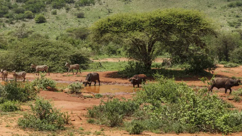 Tsavo National Park